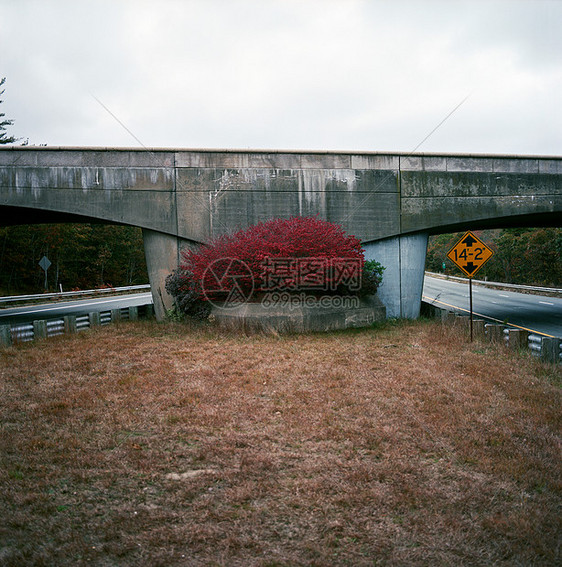 立交桥前的红灌木图片