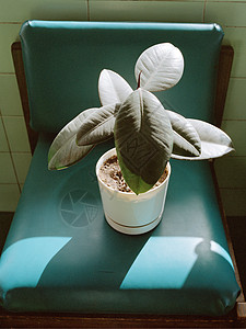 绿色乙烯基椅子上的盆栽植物图片