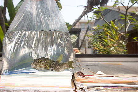 热带鱼在透明塑料袋中的特写镜头背景图片