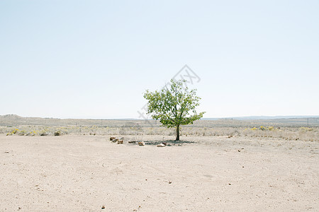 沙漠景观中的孤树图片