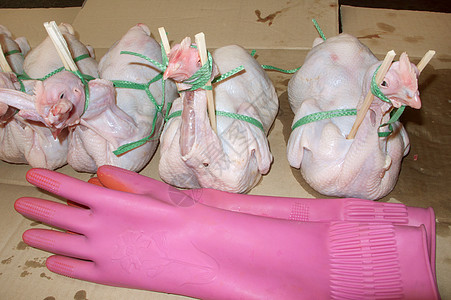 四只鸡和粉色橡胶手套图片