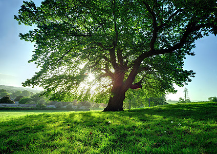 阳光明媚的树图片