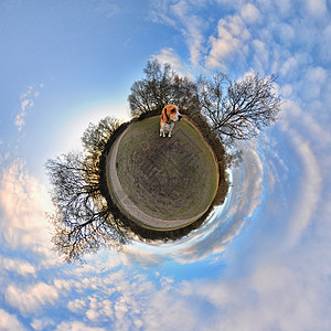 公园里的小猎犬360视角图片