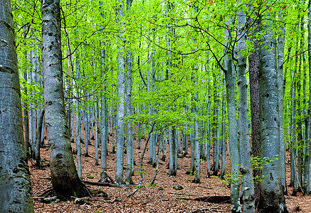 德国巴伐利亚州巴耶里舍瓦尔德国家公园布肯瑙附近的森林图片