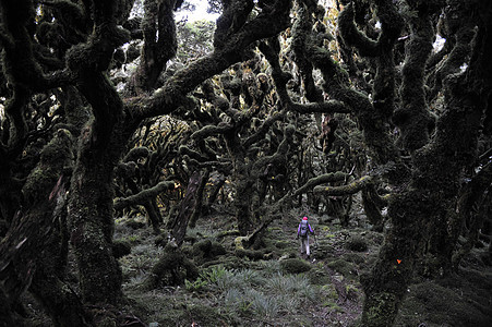 新西兰塔鲁拉山脊黑森林中的女徒步旅行者背景图片