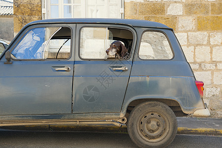 从车窗向外看的狗图片