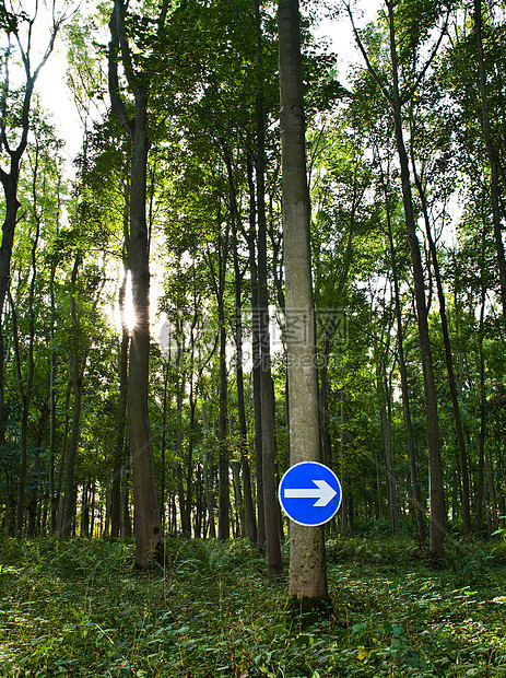 树林中树上的路标图片