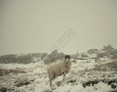 英格兰约克郡斯韦莱德尔的雪羊图片