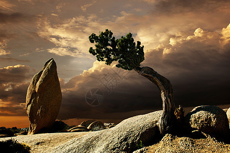 美国加利福尼亚州乔舒亚树的梦幻风景照片背景图片