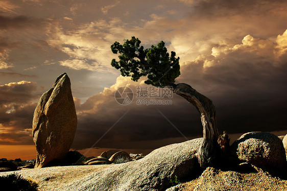美国加利福尼亚州乔舒亚树的梦幻风景照片图片