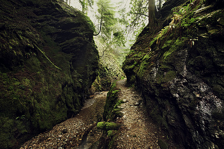 森林岩溪沟背景图片