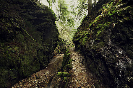 森林岩溪沟图片