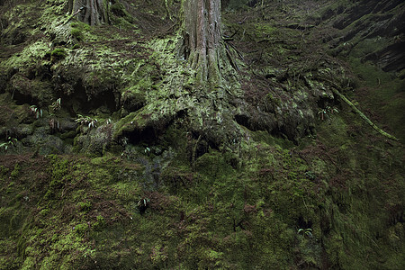 覆盖着绿色地衣和苔藓的森林树根背景图片