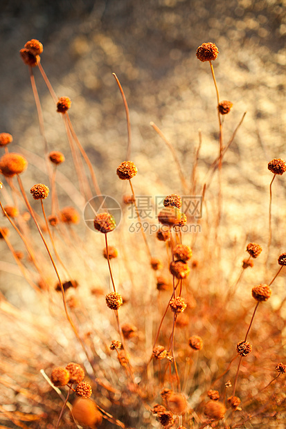 沙漠花卉特写图片