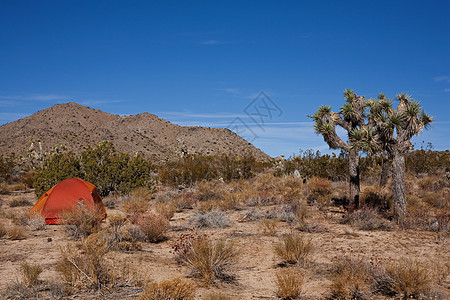 美国加利福尼亚州约书亚树国家公园帐篷图片