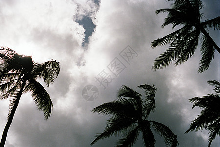 夏威夷檀香山棕榈树图片