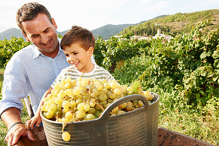 父亲和儿子葡萄园里的葡萄图片