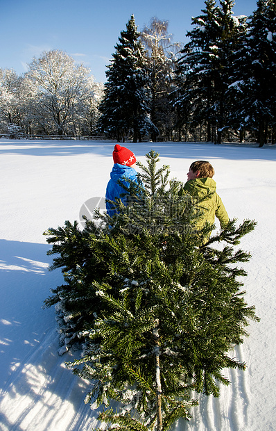 孩子们在雪地里拉圣诞树图片