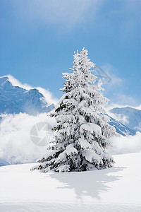 覆盖着雪的冷杉背景图片