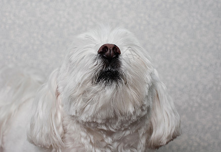 马耳他犬抬头图片