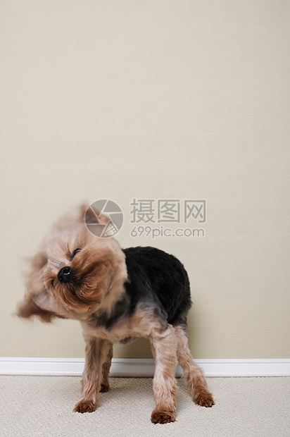 约克郡猎犬图片