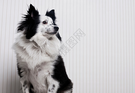 边境牧羊犬组合的肖像背景图片