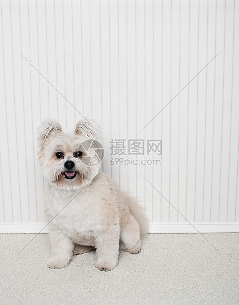 约克郡混合犬图片