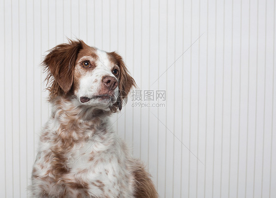 布里塔尼猎犬图片