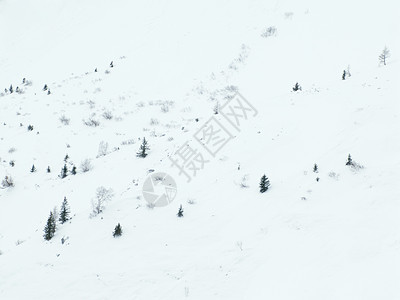 雪中的树夏蒙尼法国图片