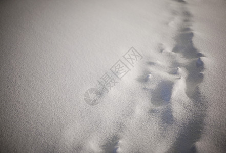 雪地里的脚印图片