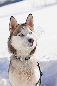 西伯利亚雪橇犬图片