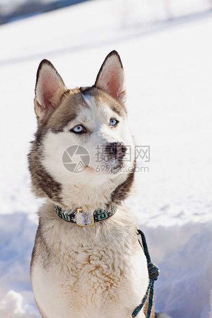 西伯利亚雪橇犬图片