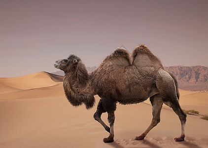 沙漠中行走的双峰驼高清图片