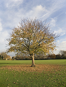 树周围的落叶图片