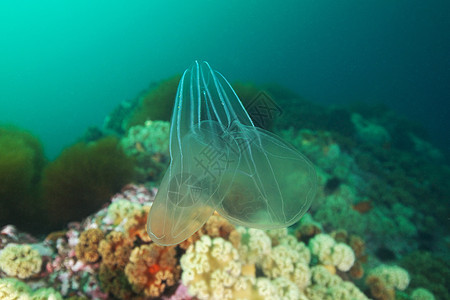 海洋生物图片