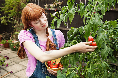 从番茄植株上摘番茄的女人图片