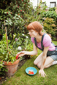在花园里摘西红柿的女人高清图片