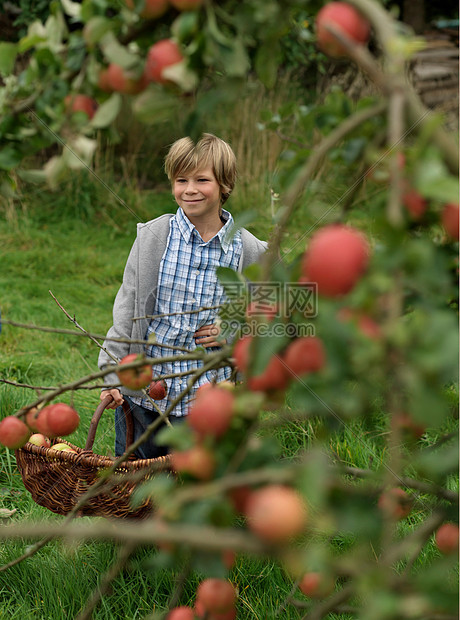 男孩在收获季节摘苹果图片