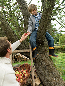 爸爸和儿子在树上摘苹果图片