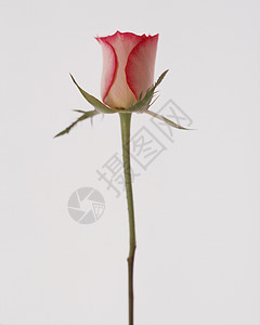 白底单粉红玫瑰花图片