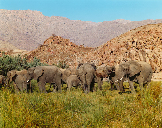 纳米比亚沙漠象家族图片