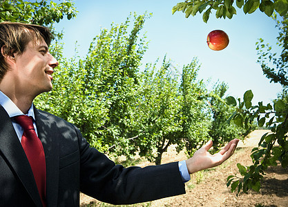 在果园里摘苹果的男人图片