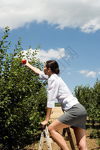 站在梯子上的女人伸手拿苹果图片