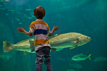 男孩在水族馆欣赏鱼图片