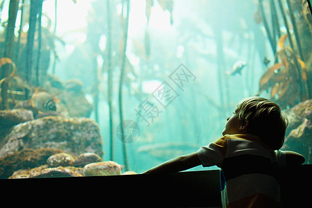 男孩在水族馆欣赏鱼图片