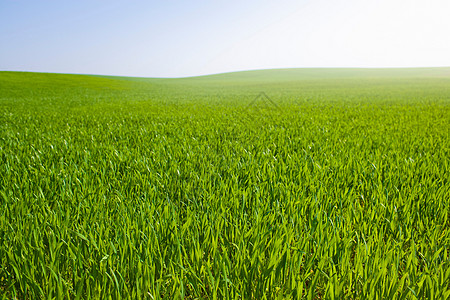 绿芽田背景图片