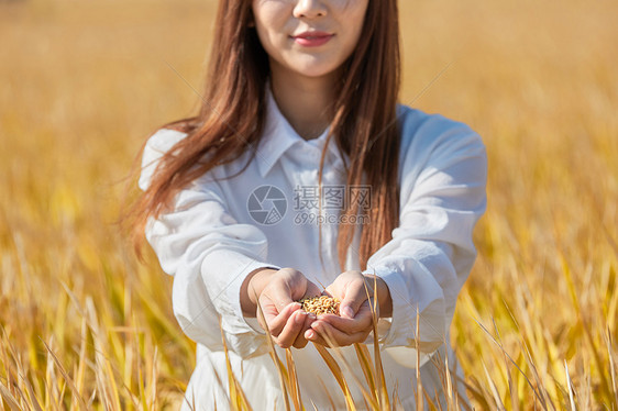 年轻美女手捧稻谷图片