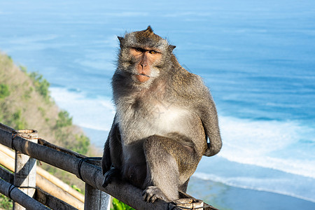 巴厘岛的猴子背景图片
