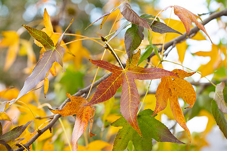 秋季植物元宝枫树叶背景图片