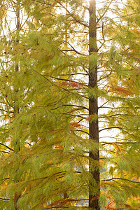 秋季植物水杉树叶图片